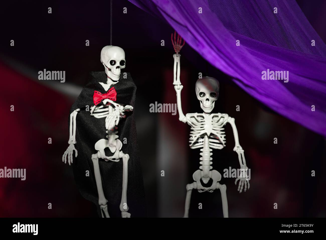 Decorazione per Halloween: Due scheletri appesi a un panno viola su uno sfondo scuro in una stanza buia. Uno scheletro in un mantello nero con un fiocco rosso Foto Stock