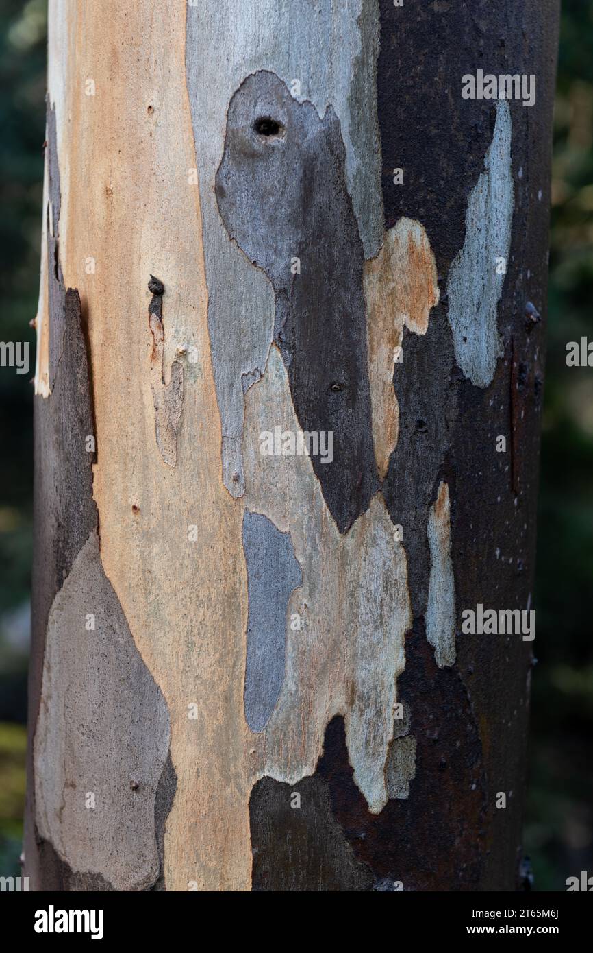 Primo piano della corteccia di pelatura multicolore e maculata di un albero di eucalipto che cresce nel nord di Israele. Foto Stock