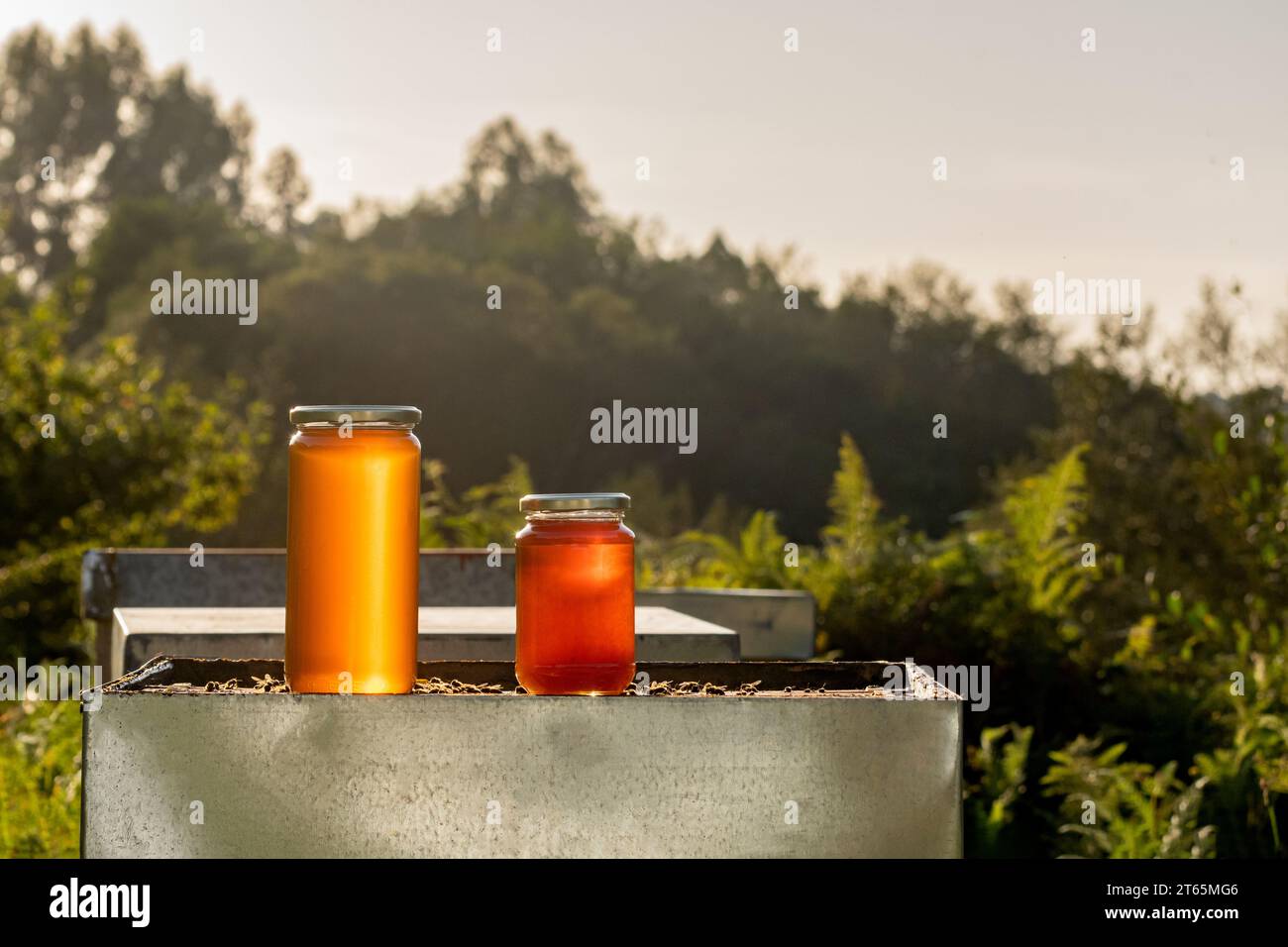 Due vasetti di miele ecologico e sano, uno grande e uno piccolo, su un alveare alla luce di un tramonto autunnale Foto Stock