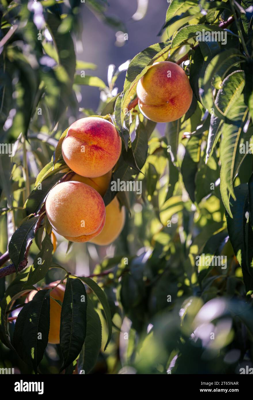 Pesche pronte per la raccolta in Pleasant Valley CA Foto Stock