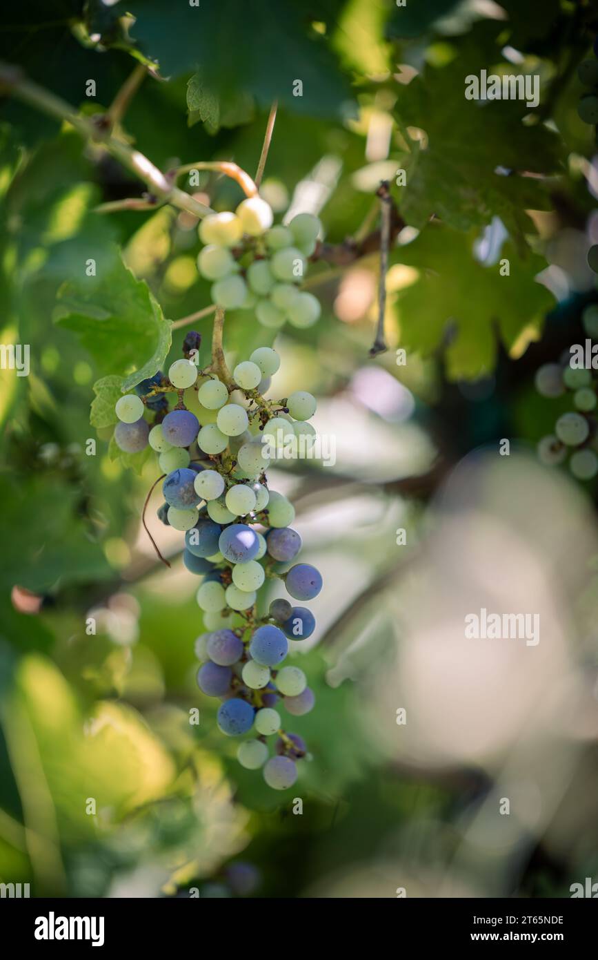 L'uva da vino inizia a diventare viola sulla vite. Foto Stock