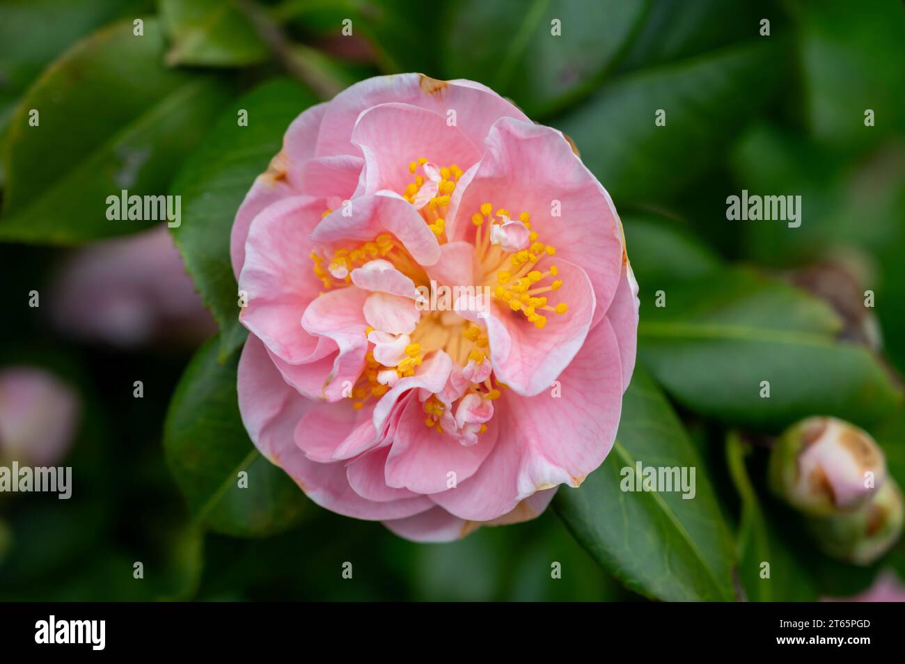 Grandi fiori di Camellia arbusto o albero, fioritura delle piante, close up Foto Stock