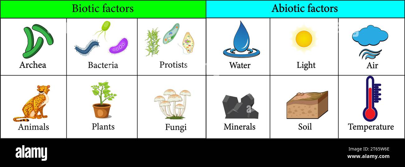 Fattori biotici e abiotici nell'ambiente.illustrazione vettoriale Illustrazione Vettoriale