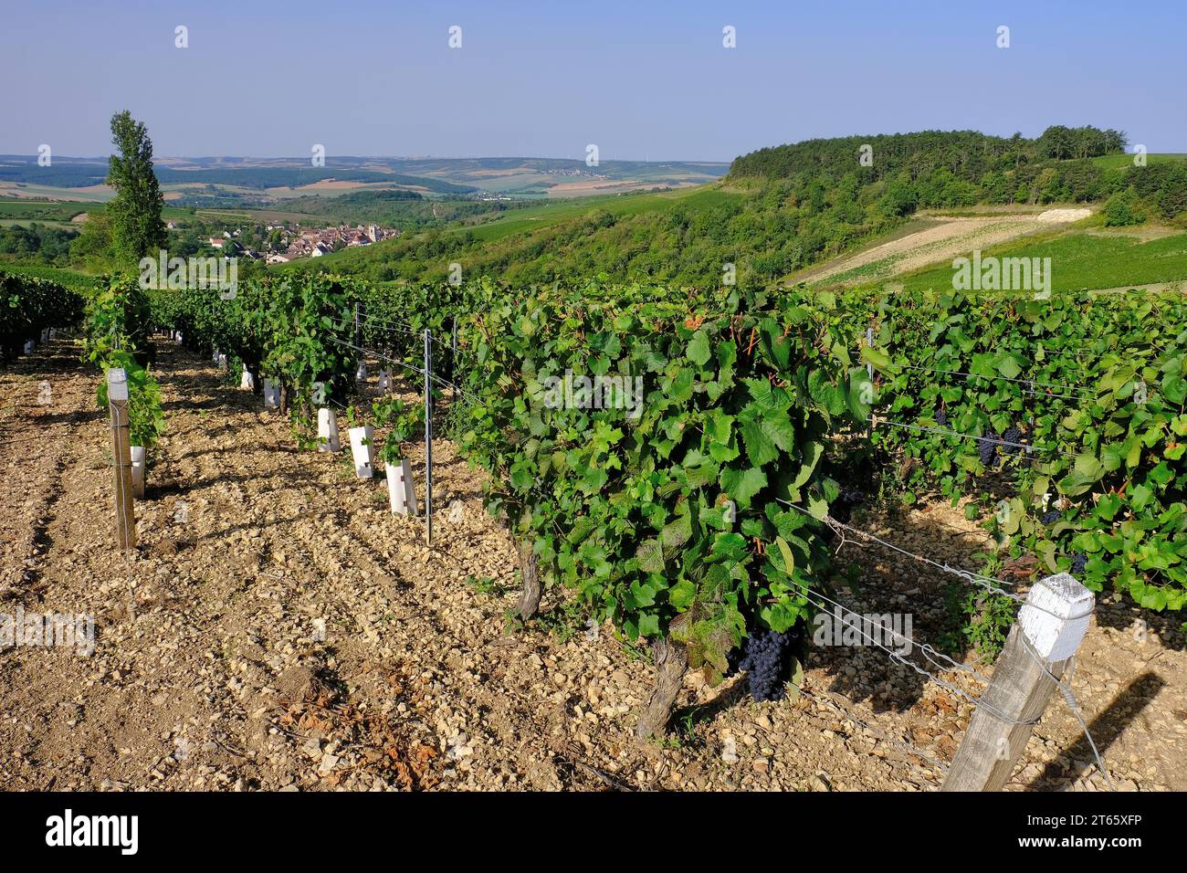 Irancy: Uve rosse mature di Pinot nero sulla vite e vista sui vigneti e sul comune di Irancy in Borgogna, Francia Foto Stock