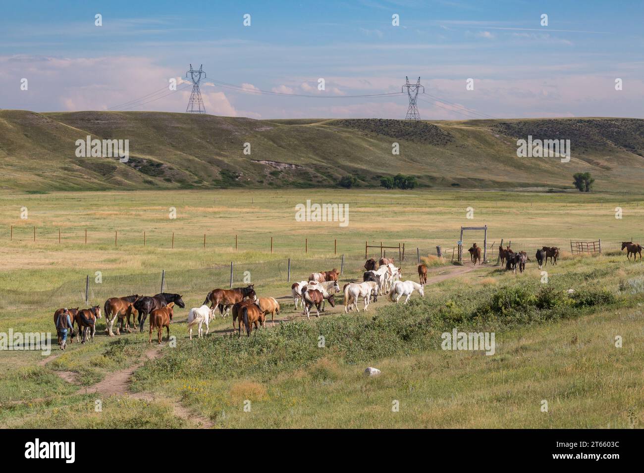 Vecchio cowboy che porta i cavalli al pascolo al Terry Bison Ranch vicino Cheyenne, Wyoming Foto Stock