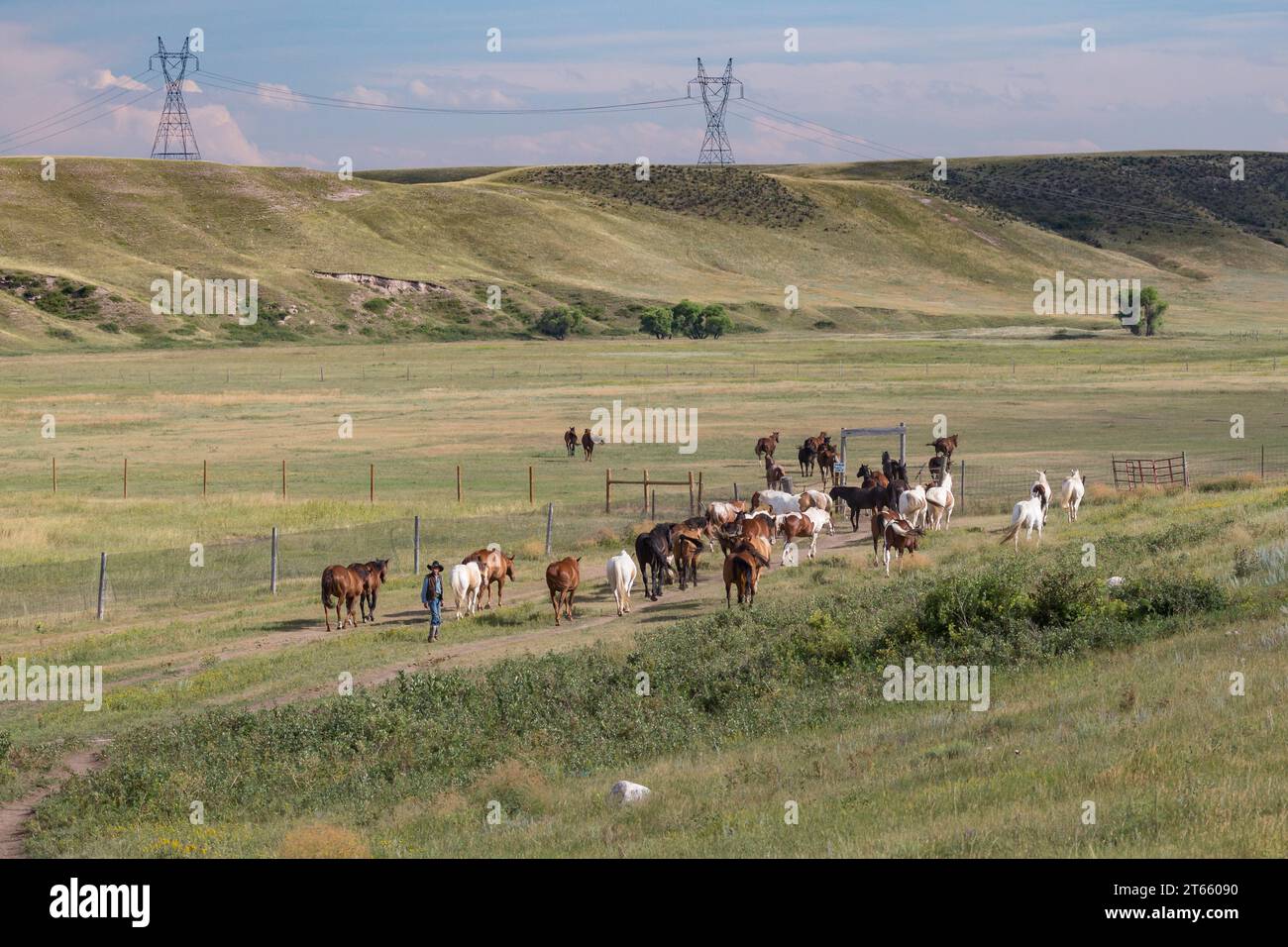 Vecchio cowboy che porta i cavalli al pascolo al Terry Bison Ranch vicino Cheyenne, Wyoming Foto Stock