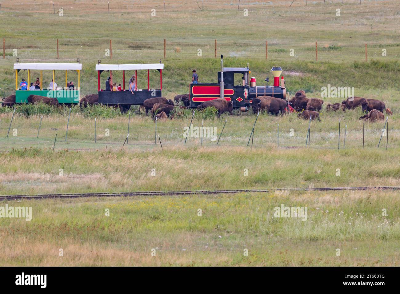 Il tour in treno di Bison porta i visitatori attraverso il pascolo dove i bisonti vagano al Terry Bison Ranch vicino a Cheyenne, Wyoming Foto Stock