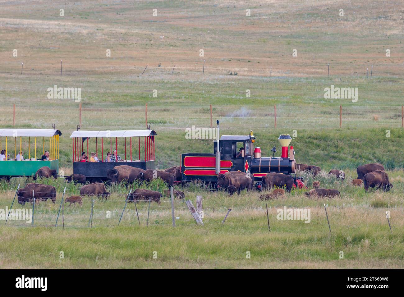 Il tour in treno di Bison porta i visitatori attraverso il pascolo dove i bisonti vagano al Terry Bison Ranch vicino a Cheyenne, Wyoming Foto Stock