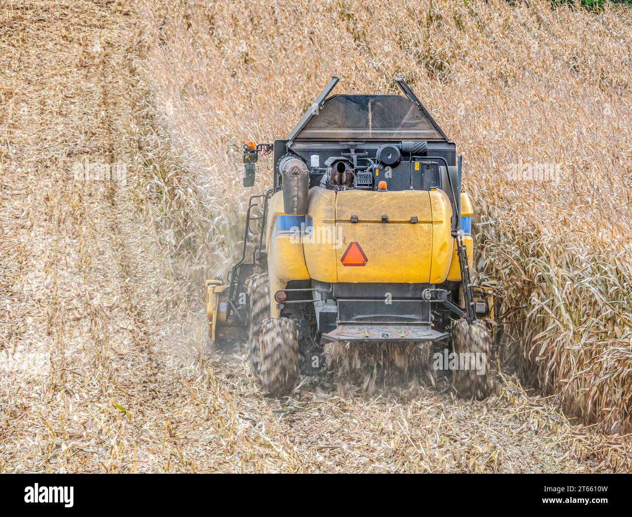 Raccolta di granturco dolce con mietitrice per raccogliere Foto Stock