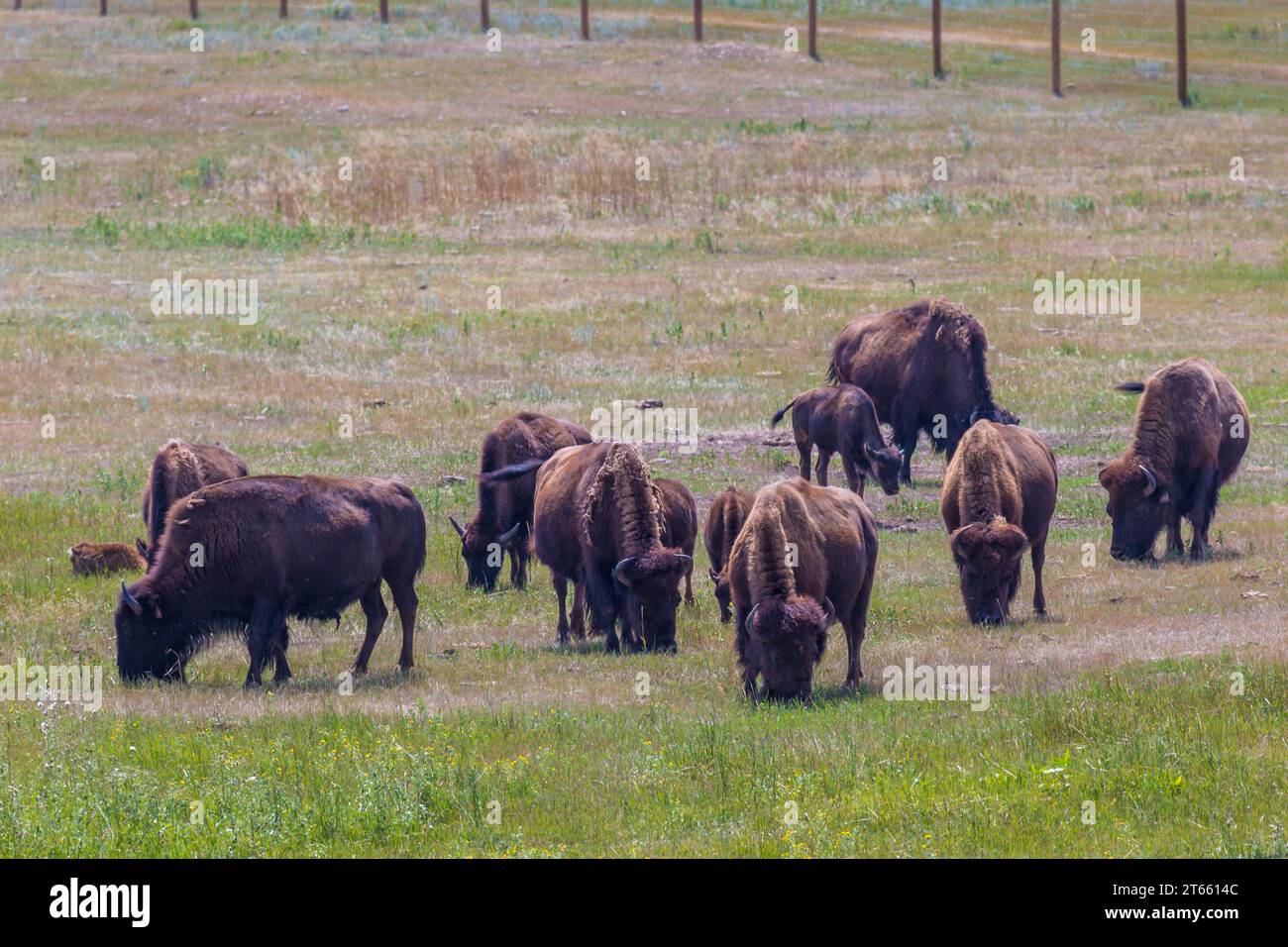 Bisonte americano (Bison bison) che pascolano in un campo al Terry Bison Ranch vicino Cheyenne, Wyoming Foto Stock