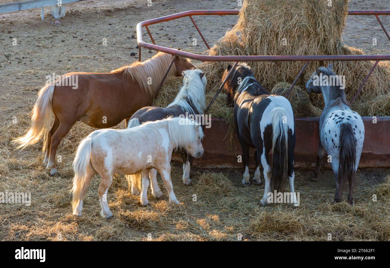 Pony che mangiano al Terry Bison Ranch vicino a Cheyenne, Wyoming Foto Stock