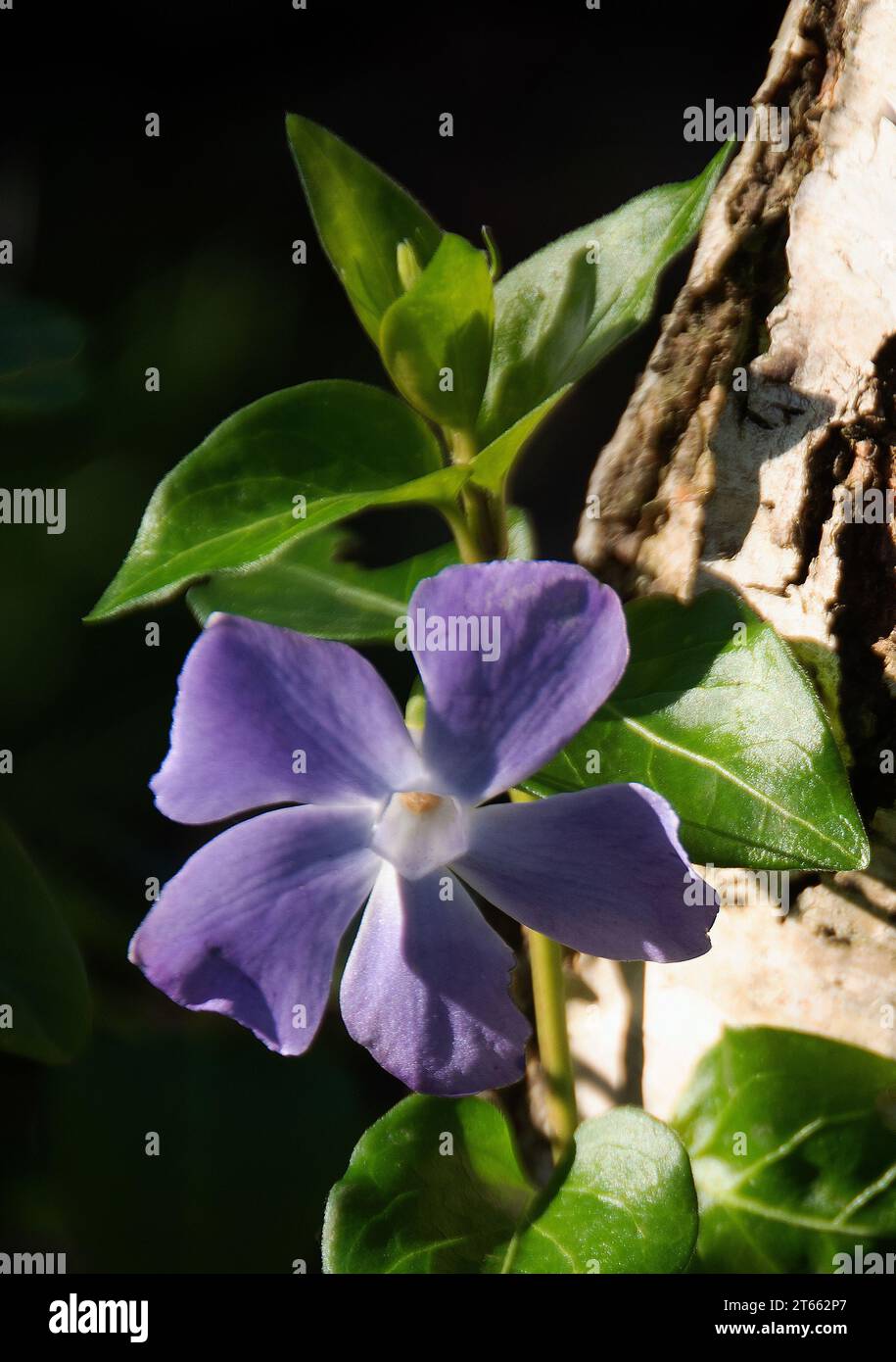 Maggiore periwinkle, vinca Major Foto Stock