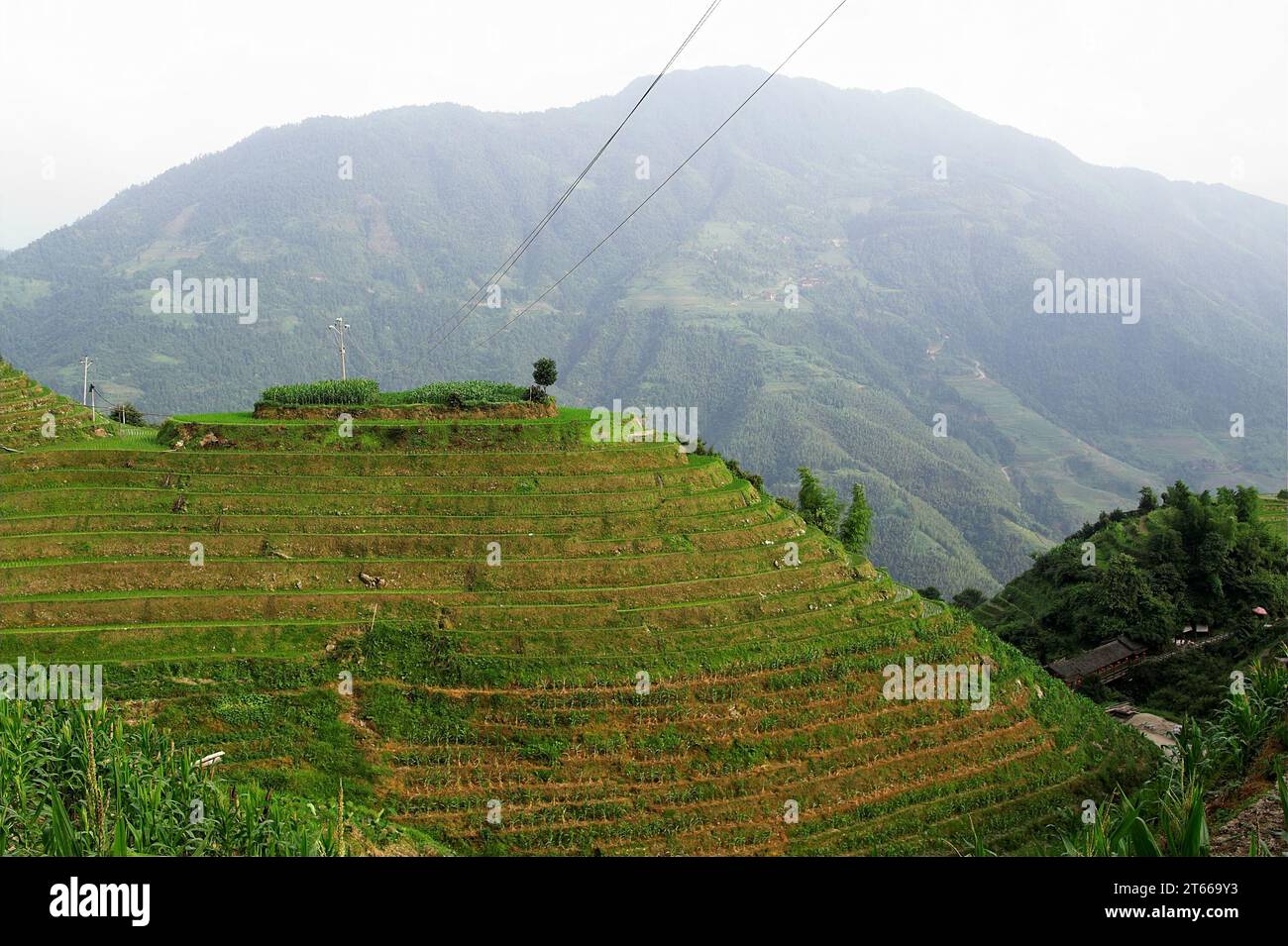 龙胜镇 (龙胜县) 中國 Longsheng Rice Terraces, Longji Ping'an Zhuang, Cina; pittoresche risaie terrazze sulle colline; Malerische Reisterrassen auf den Hügeln Foto Stock