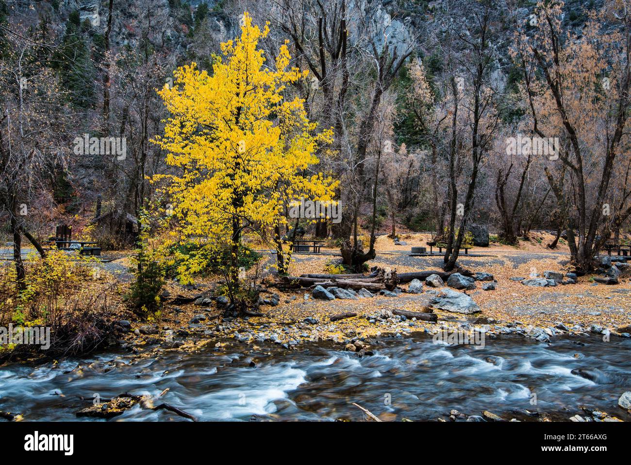 L'ultimo dei colori autunnali alla fine dell'autunno. Foto Stock