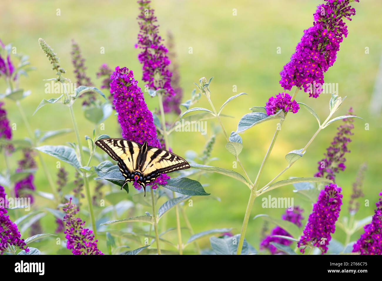 Una farfalla tigre occidentale a coda di rondine (papilio rutulus) che si nutre di un cespuglio di farfalle (buddleia davidii). Vista dall'alto con le ali aperte. Foto Stock