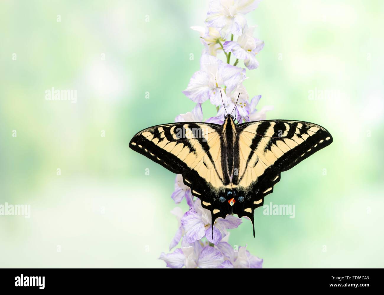 Macro di una farfalla a coda di rondine della tigre occidentale (Papilio rutulus) che si nutre di un fiore. Vista dall'alto con le ali aperte. Foto Stock