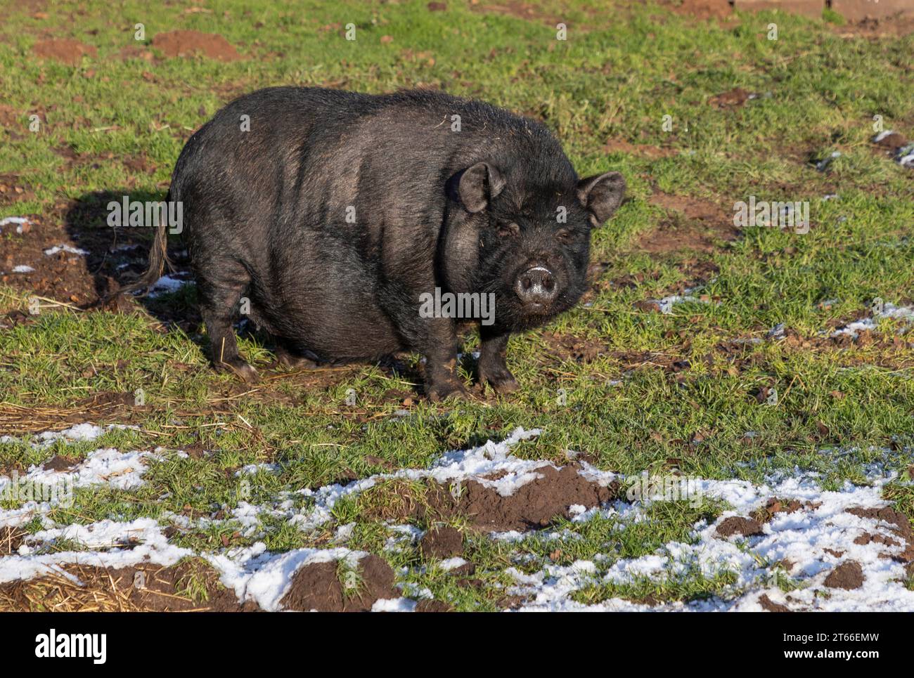 Il maiale adulto con pancia nera all'esterno si trovava sull'erba smerigliata Foto Stock