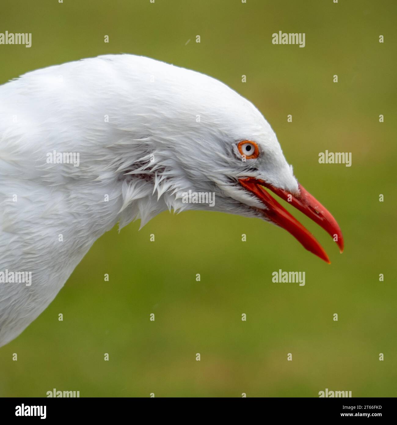 Il gabbiano arrabbiato con la bocca aperta rumorosamente difendendo il suo territorio, le piume sembrano danneggiate sotto il collo Foto Stock