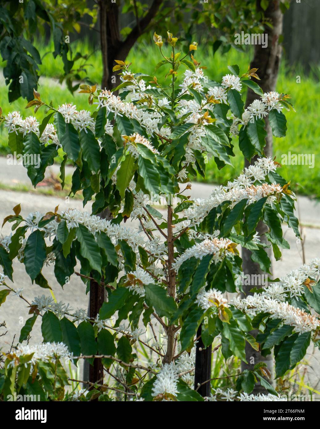 Fioritura di alberi di caffè arabica, profusione di fiori bianchi e foglie verdi su gambi lunghi, giardino costiero australiano Foto Stock