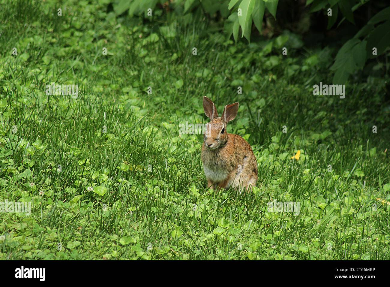 Coniglio Brown in Virginia, Stati Uniti Foto Stock