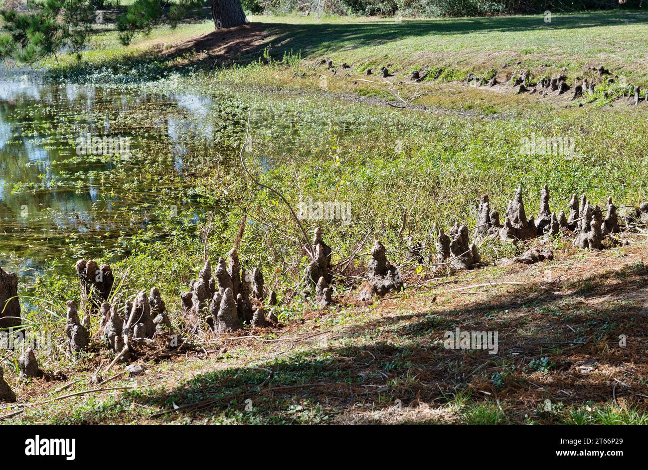 Strutture del ginocchio di cipresso calvo che sporgono dal bordo di un lago d'acqua dolce a Houston, Texas. Woody cresce sopra le radici dell'albero con funzione sconosciuta. Foto Stock