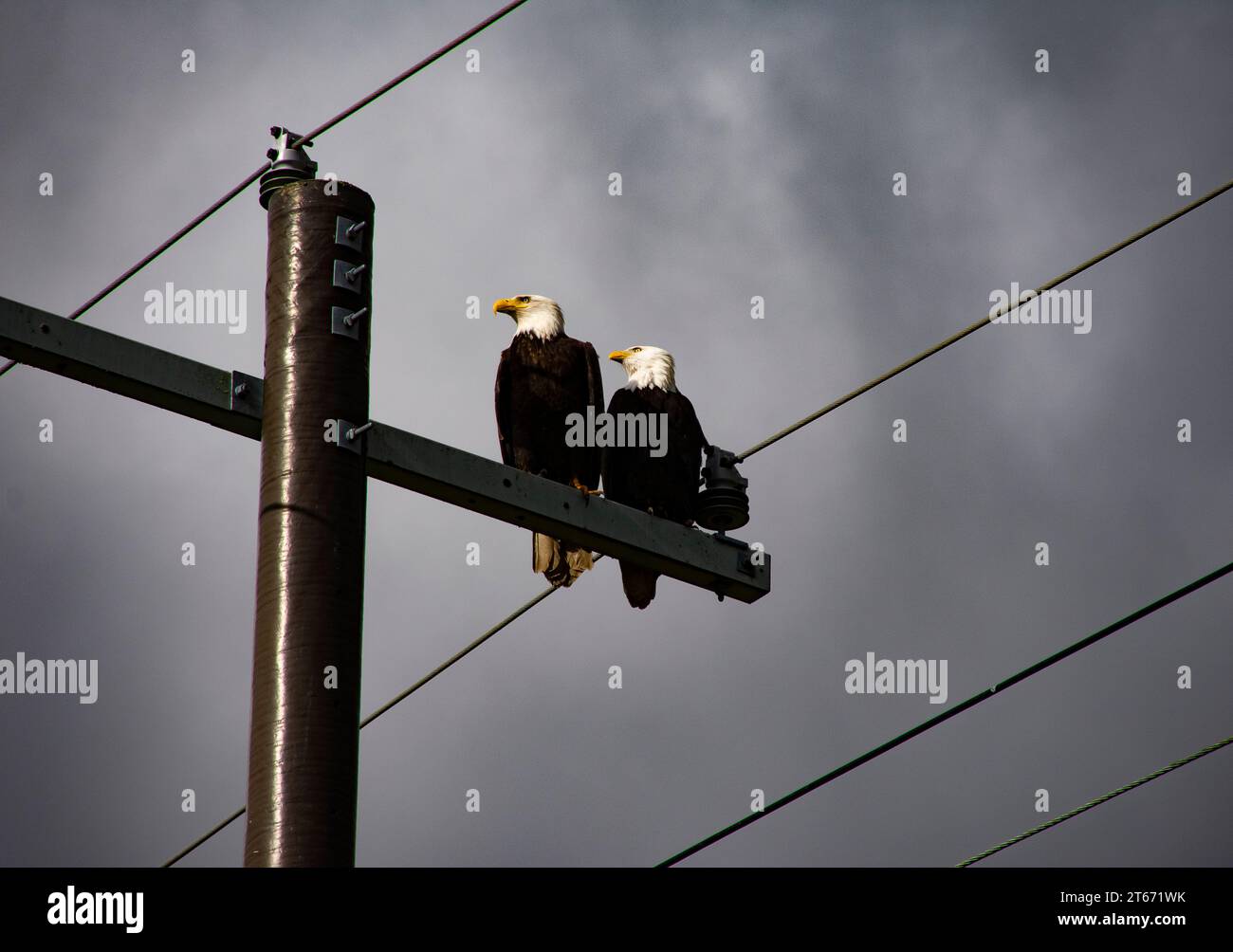 "Calvo" "aquile" nella caccia. "Snohomish" "River" "Valley" Foto Stock