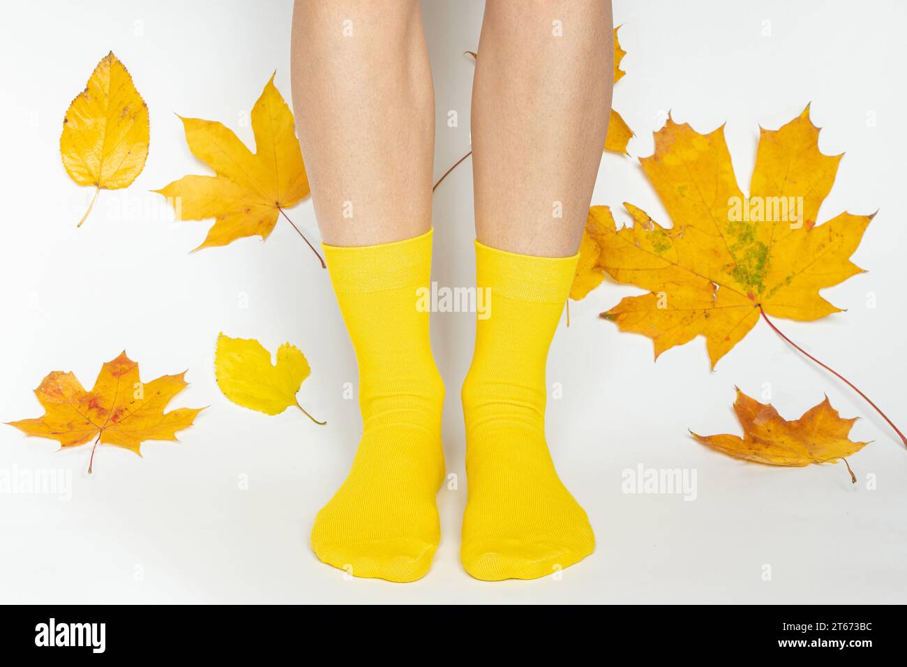 Piedi femminili in calze gialle su sfondo bianco e foglie gialle autunnali di alberi intorno, moda e tendenza in autunno Foto Stock