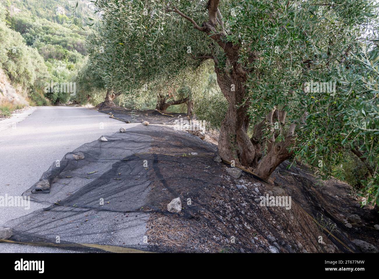 Le reti sparsi alla base degli ulivi per raccogliere le olive mature. Foto Stock