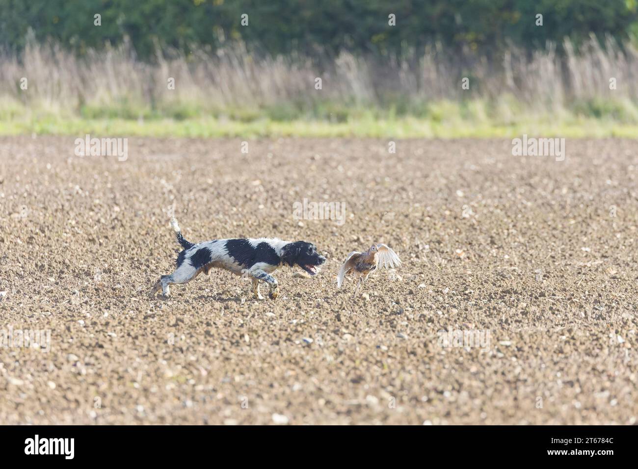Spaniel insegue ferito fagiano comune Phasianus colchicus, donna adulta durante le riprese di gioco, Suffolk, Inghilterra, ottobre Foto Stock