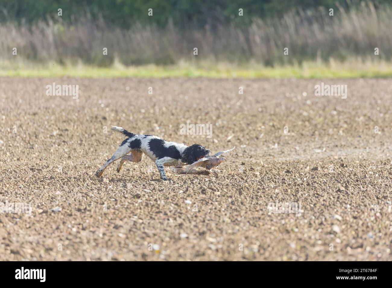 Spaniel insegue ferito fagiano comune Phasianus colchicus, donna adulta durante le riprese di gioco, Suffolk, Inghilterra, ottobre Foto Stock