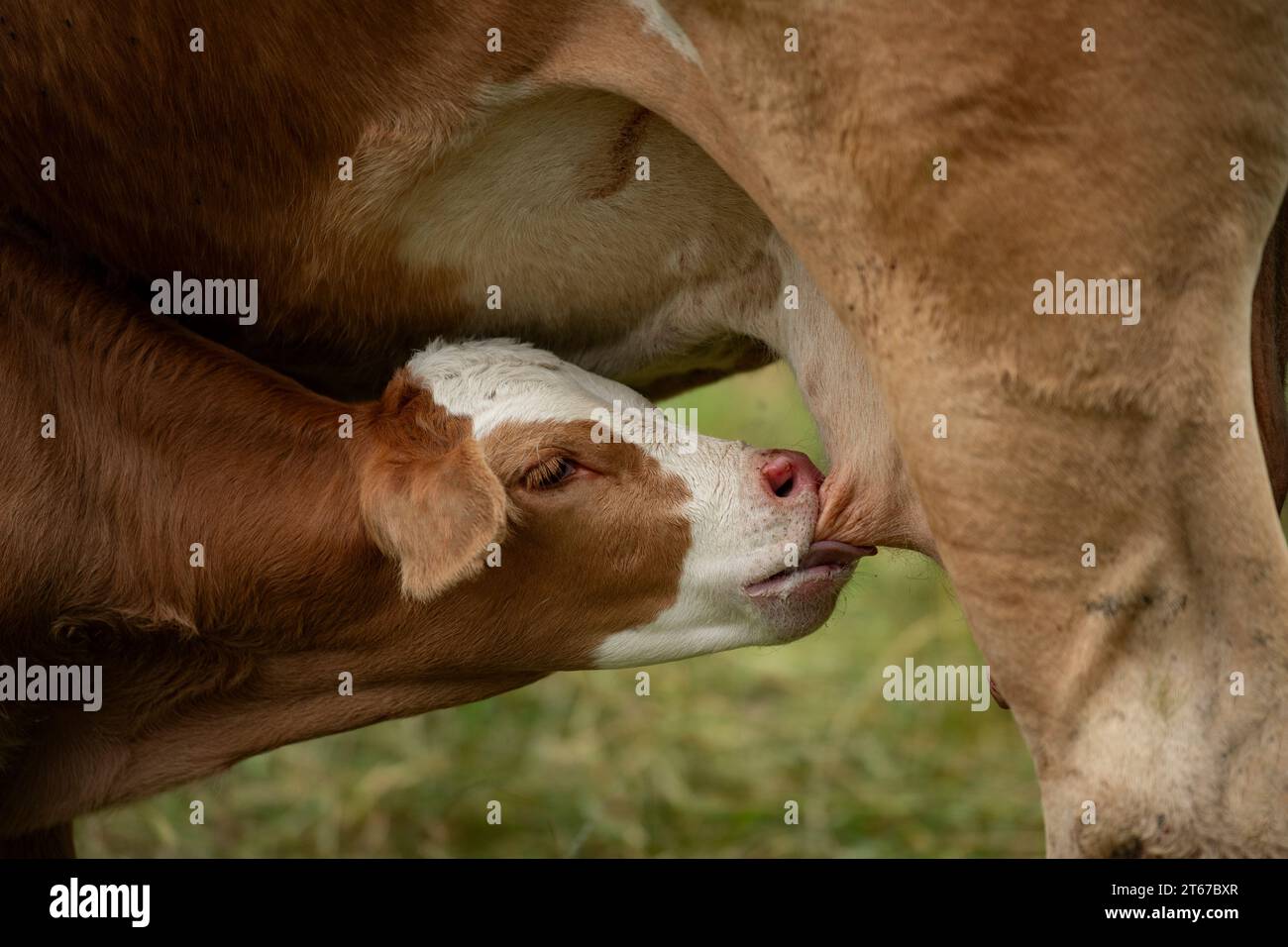 Bevande a base di vitello dalla mucca madre Foto Stock