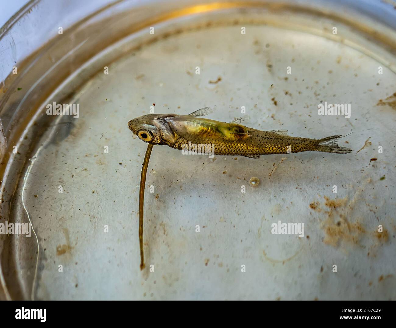 Scolecologia. Il leccio di pesce (Piscicola geometra, Piscicolidae, Annelida) si è bloccato a friggere il pesce, che è morto per questo e succhia i succhi. Ventosa a forma di disco di e. Foto Stock