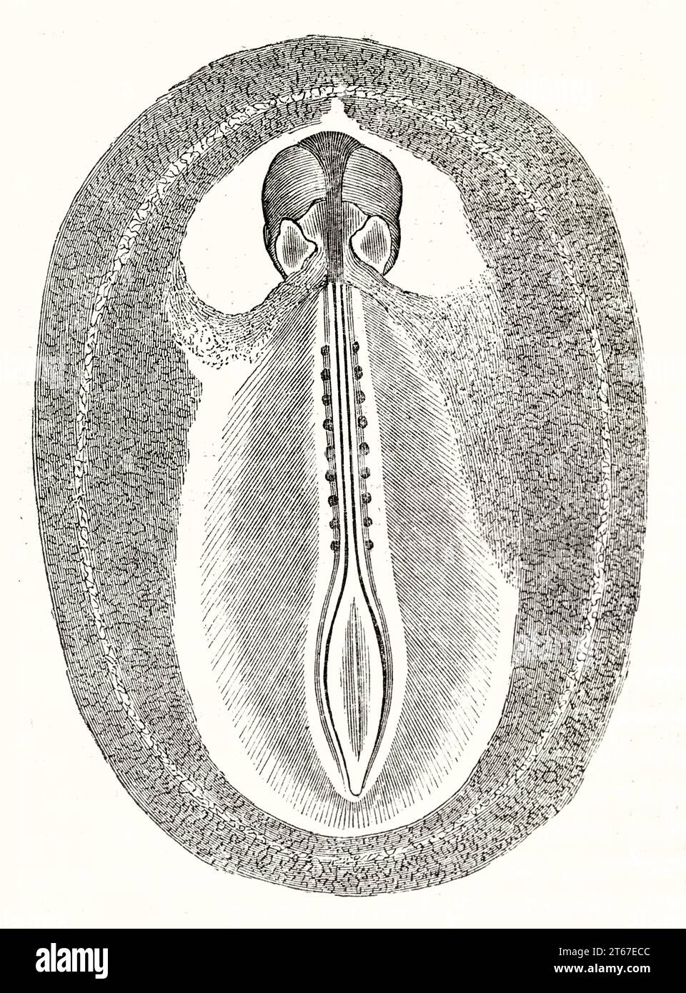 Vecchia illustrazione di un embrio di pollo (35a ora, faccia dorsale). Da autore non identificato, publ. Su Magasin Pittoresque, Parigi, 1851 Foto Stock