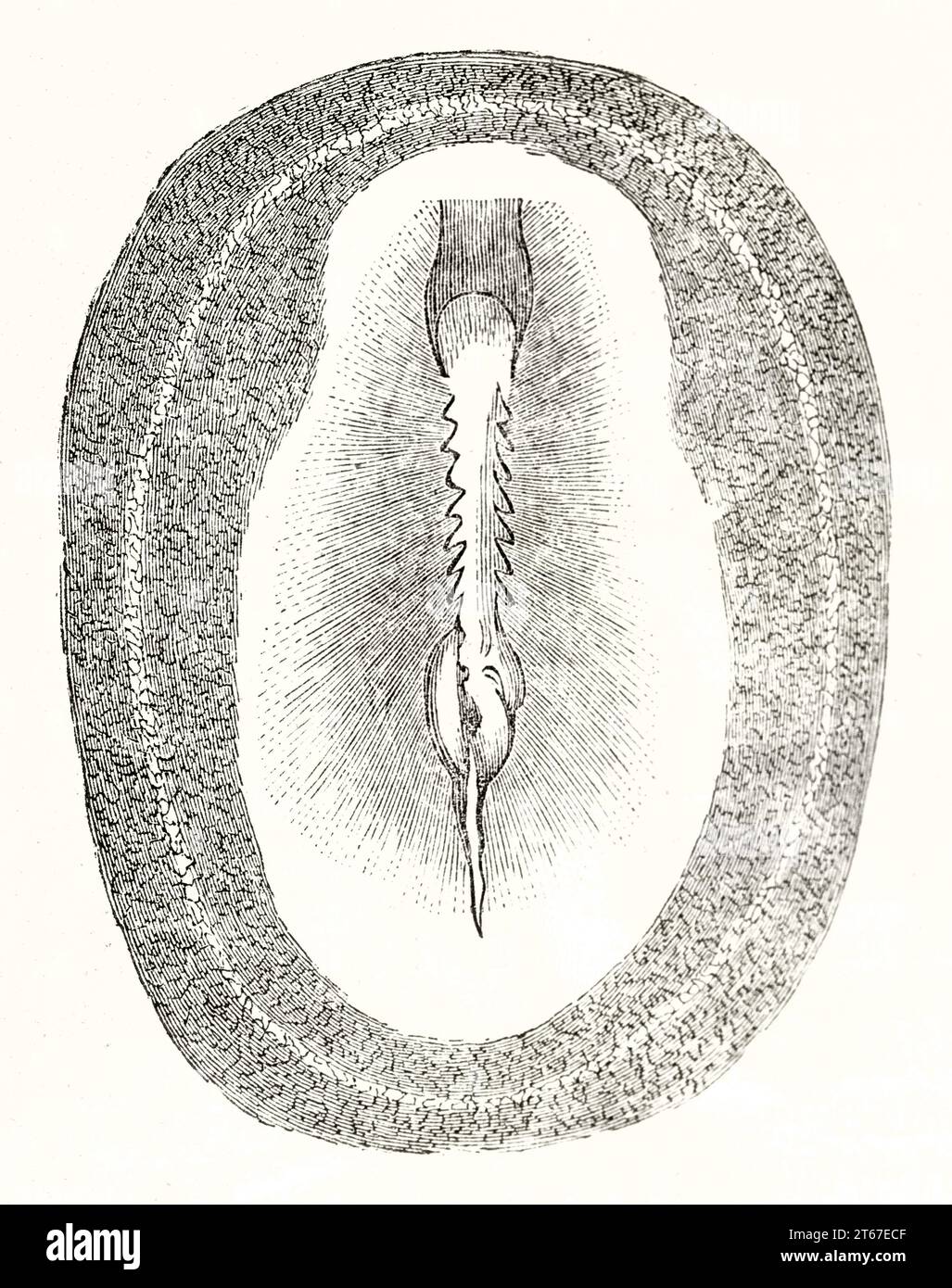 Vecchia illustrazione di un embrio di pollo (35a ora, faccia dorsale). Da autore non identificato, publ. Su Magasin Pittoresque, Parigi, 1851 Foto Stock
