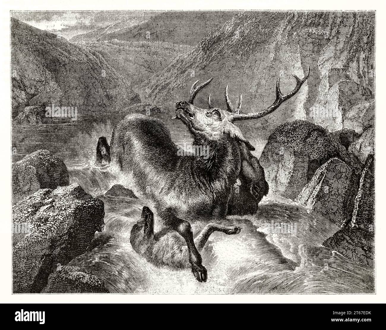 Vecchia illustrazione di un cervo che muore. Di Landseer, publ. Su Magasin Pittoresque, Parigi, 1851 Foto Stock