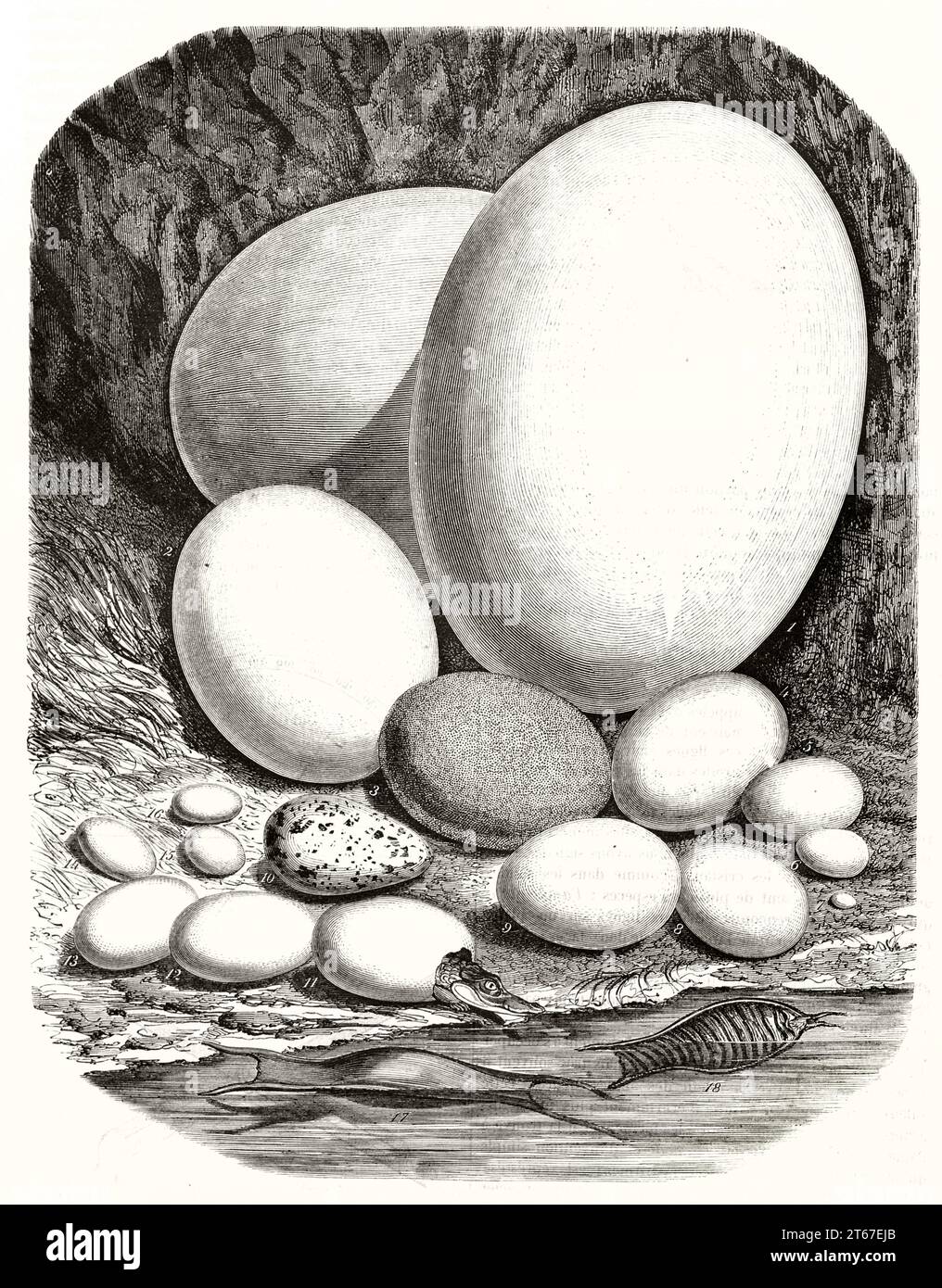Confronto delle uova di diverse specie animali (Aepyornis, il più grande, colibrì, il più piccolo). Publ. Su Magasin Pittoresque, Parigi, 1851 Foto Stock