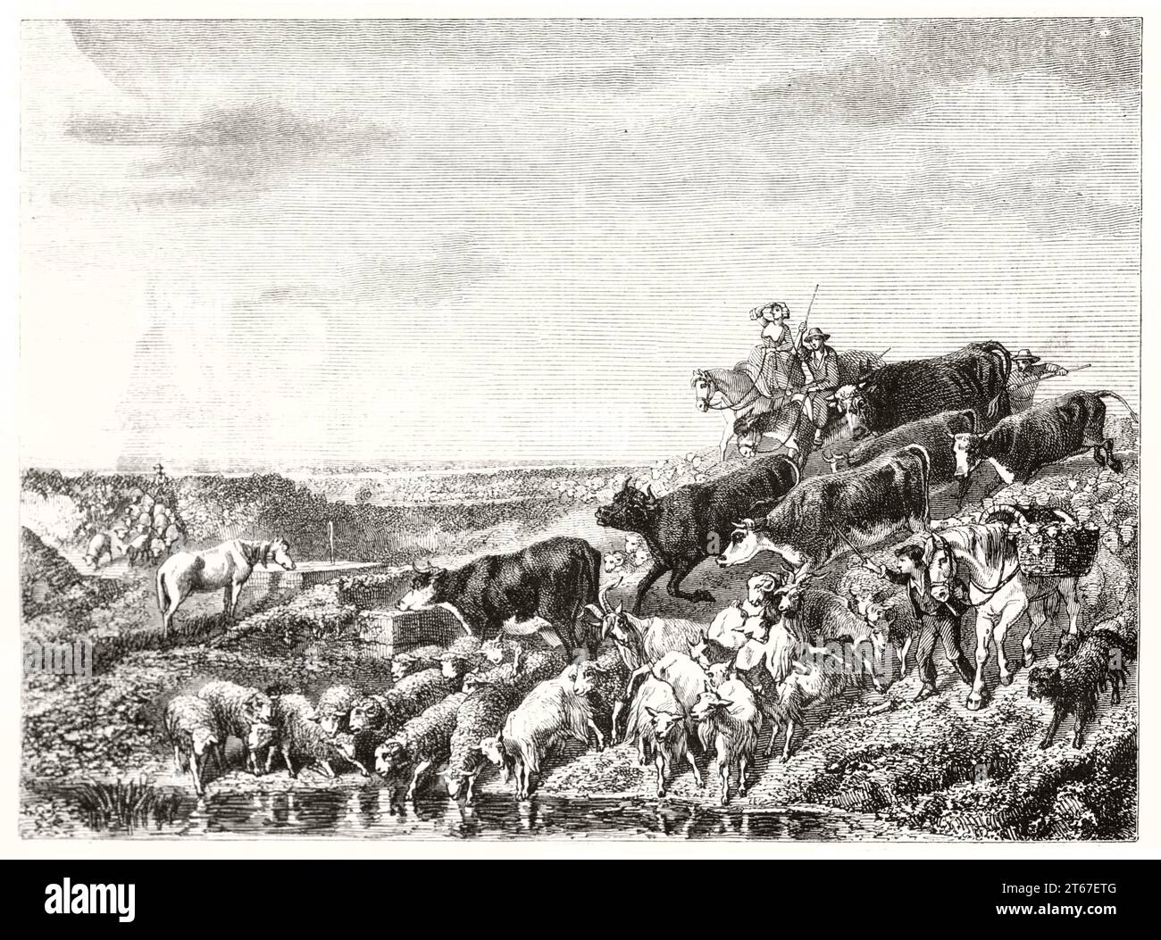 Una vecchia illustrazione dell'abbeveraggio del bestiame sulla riva di uno stagno. Di Freeman dopo Palizzi, publ. Su Magasin Pittoresque, Parigi, 1851 Foto Stock