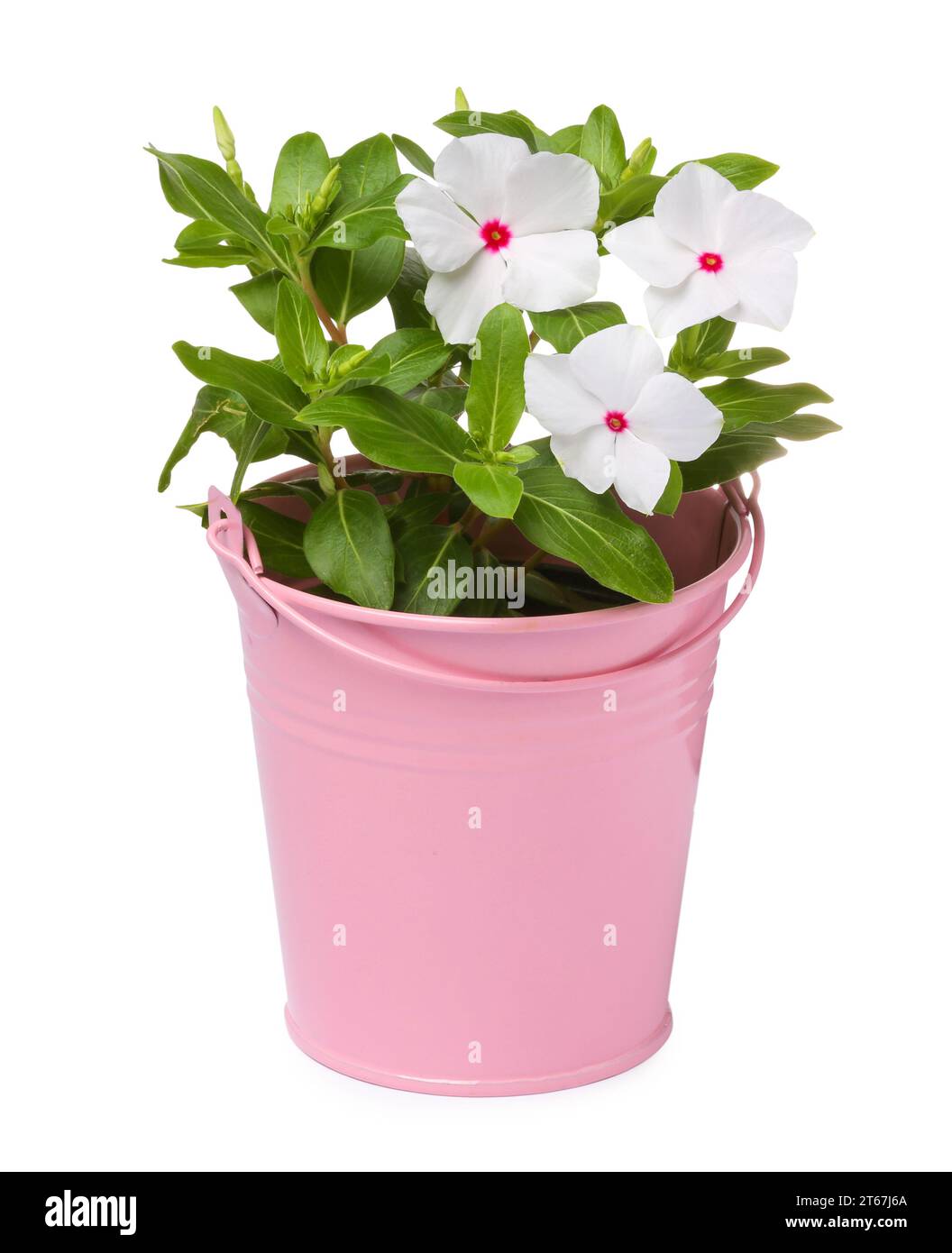 Bellissimo fiore di catharanthus in vaso rosa isolato su bianco Foto Stock