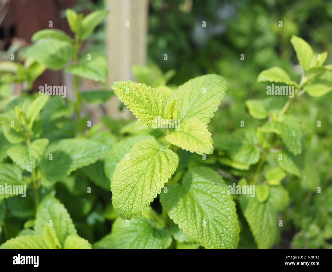 Balsamo al limone (Melissa officinalis L. balsamo al limone) Foto Stock