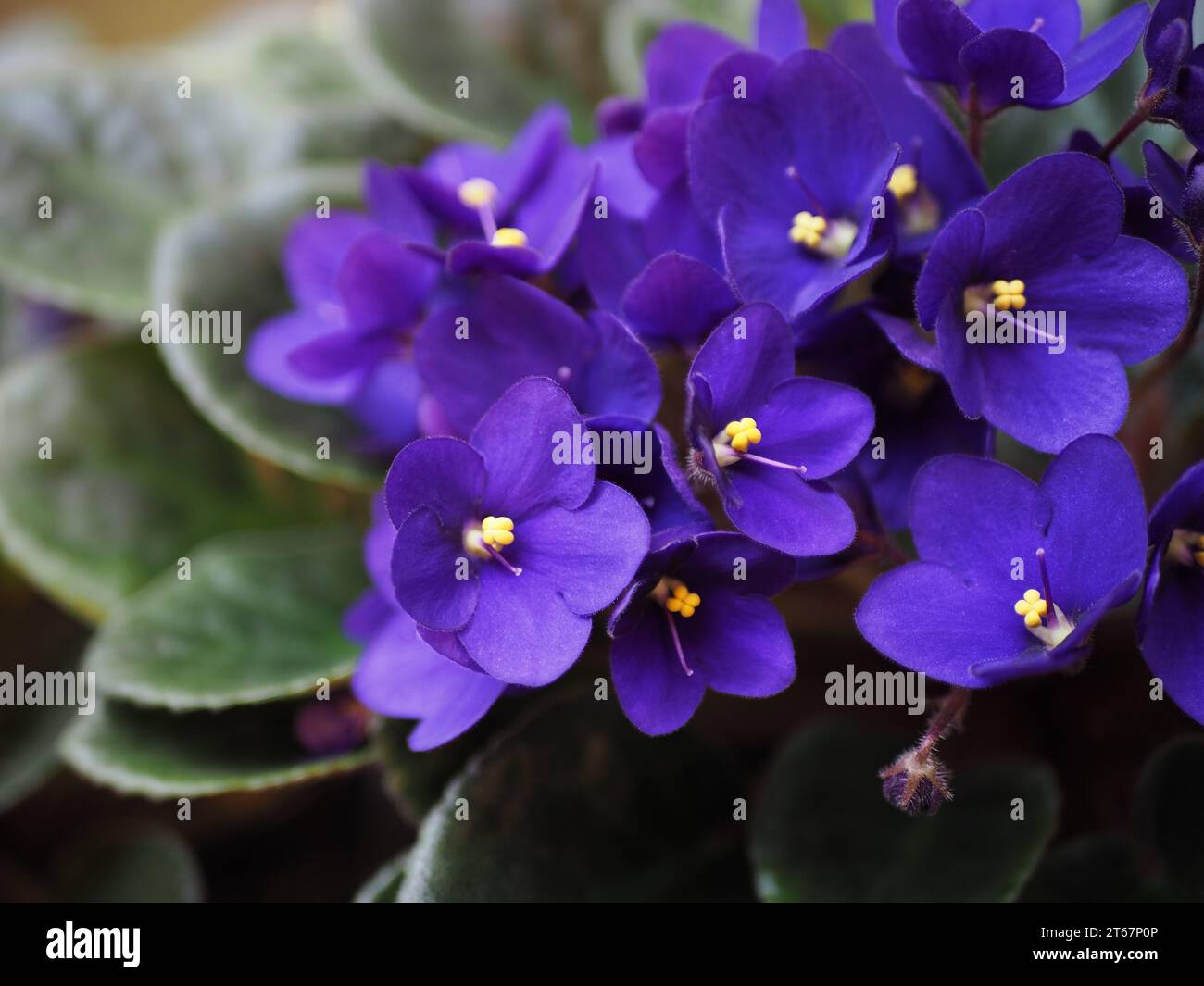 Viola africana (Streptocarpus ionanthus) Foto Stock