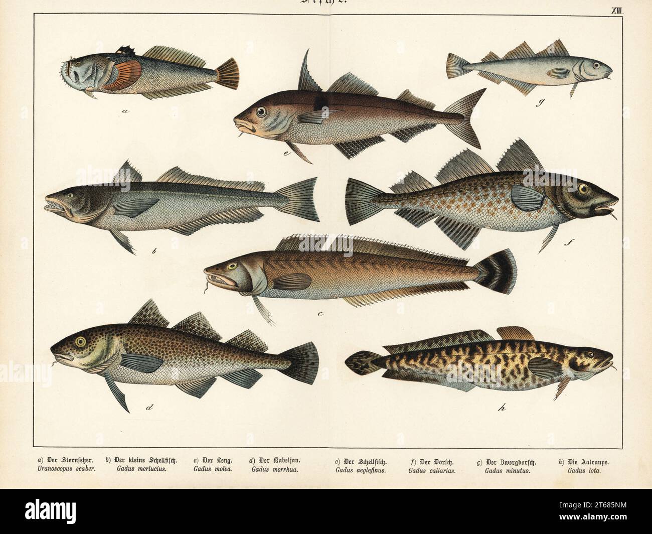 Stargazer Atlantico, Uranoscopus scaber a, nasello europeo, Merluccius merluccius b, molva comune, Molva molva c, merluzzo bianco Atlantico, Gadus morhua d,f, eglefinus, Melanogrammus aeglefinus e, Merluzzo povero, Trisopterus minutus g e burbot, Lota lota h. Chromolithograph di Gotthilf Heinrich von Schubert's Natural History of Animal Kingdom for School and Home (Naturgeschichte des Tierreichs fur Schule und Haus), Schreiber, Monaco di Baviera, 1886. Foto Stock