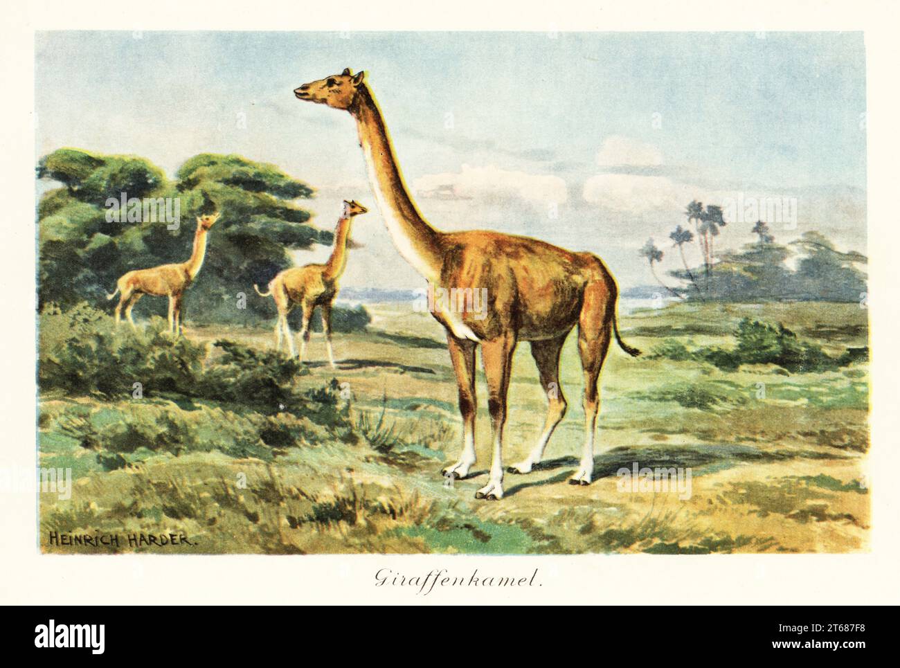 Aepycamelus, il cammello dal collo lungo, genere estinto di camelidi, Miocene. Aepycamelus giraffinus, Alticamelus altus, Giraffenkamel. Illustrazione stampata a colori dopo Heinrich Harder di Wilhelm Bolsches Tiere der Urwelt (animali del mondo preistorico), Reichardt Cocoa Company, Amburgo, 1908. Heinrich Harder (1858-1935) è stato un paesaggista tedesco e illustratore di libri. Foto Stock