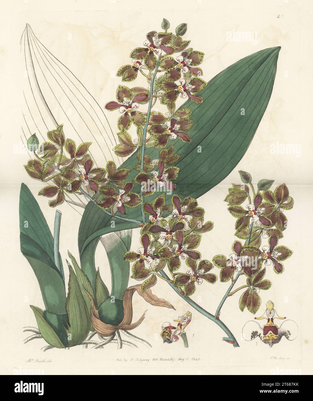Orchidea Trichocentrum microchilum. Originario del Messico a El Salvador. Introdotto in Inghilterra da George Ure Skinner dal Guatemala. Oncidio dalle labbra piccole, Oncidium microchilum. Incisione su copperplate a mano di George Barclay dopo un'illustrazione botanica di Sarah Drake dall'Edwards Botanical Register, continuata da John Lindley, pubblicata da James Ridgway, Londra, 1843. Foto Stock