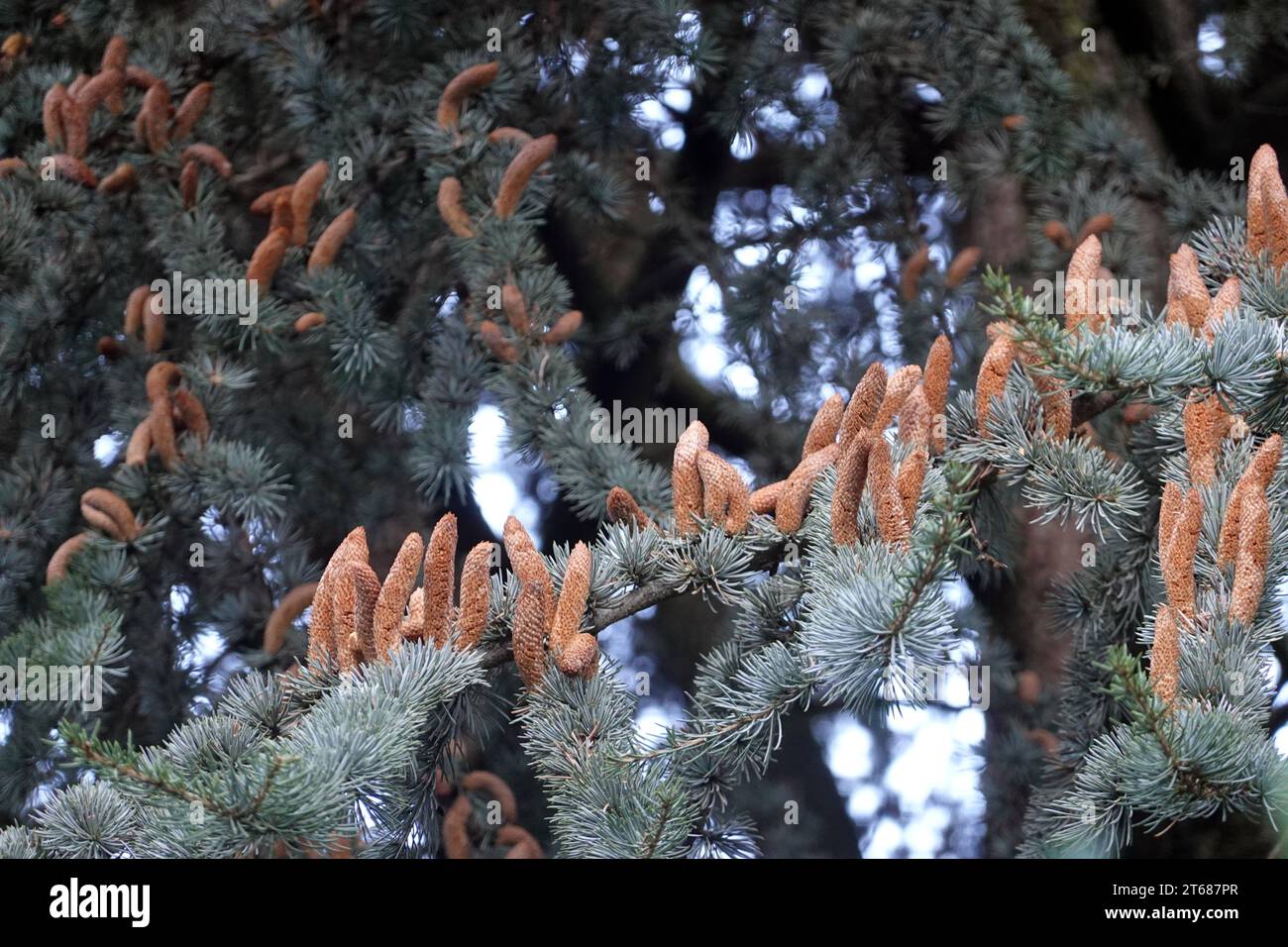 Atlas- Zeder (Cedrus atlantica) 'glauca' - männliche Blüten, Italien, Südtirol, Sterzing Foto Stock