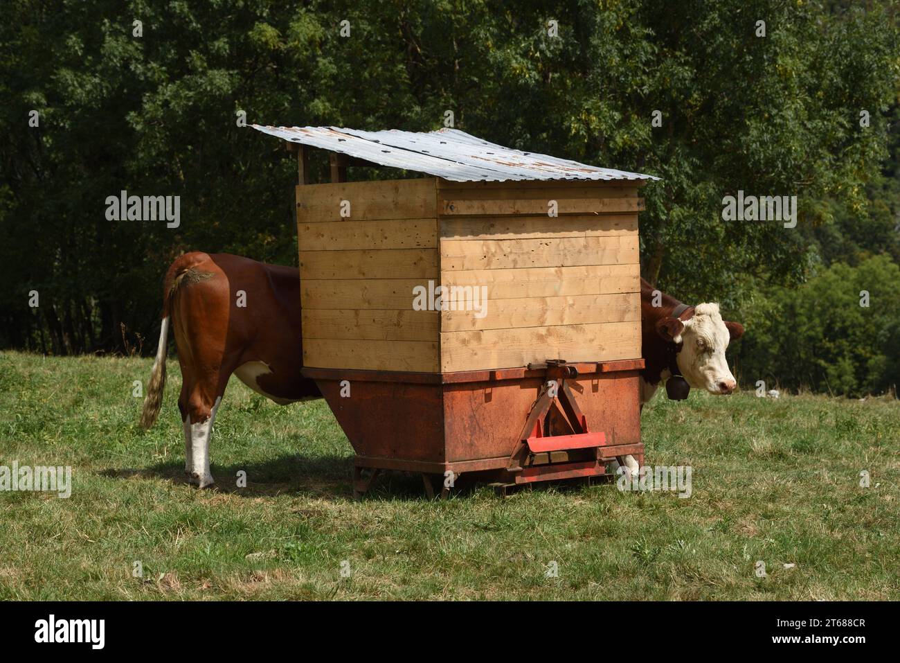 Mucca divertente e alimentatore o supporto per alimentatore Foto Stock