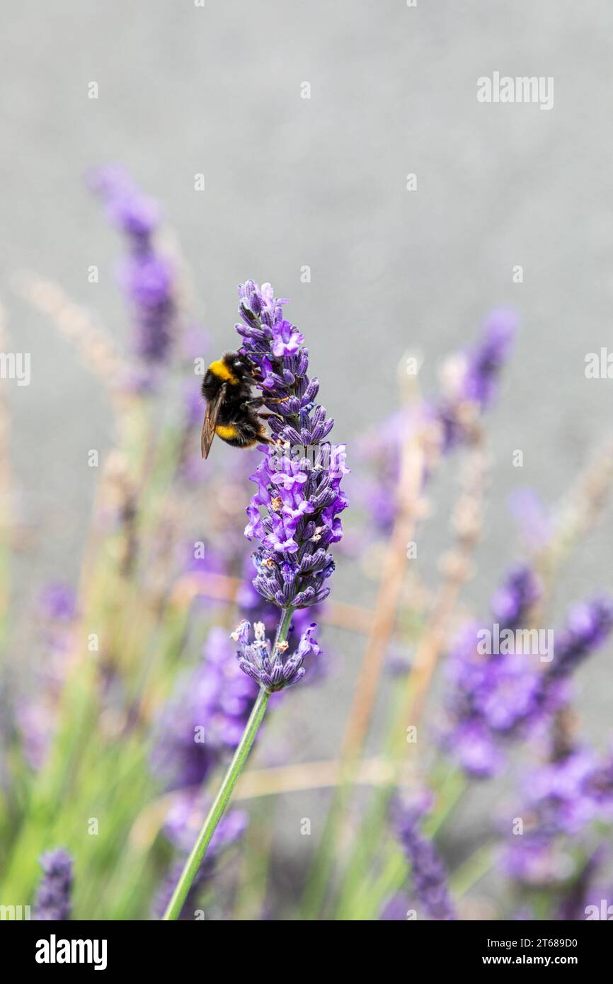 un bumble sulla lavanda twig iin nuova zelanda. La lavanda è coltivata per il suo odore. Foto Stock