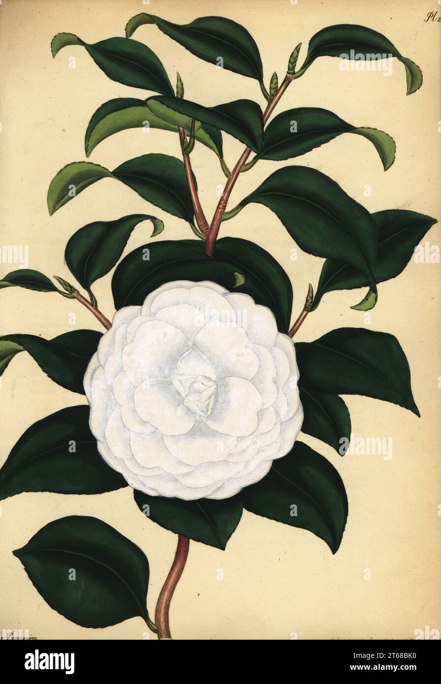 Camellia biancastra, Camellia japonica var. flore alba plena, cultivar ibrido. Incisione in copperplate disegnata, incisa e colorata a mano da Henry Andrews dal suo registro Botanico, Volume 1, pubblicata a Londra, 1799. Foto Stock