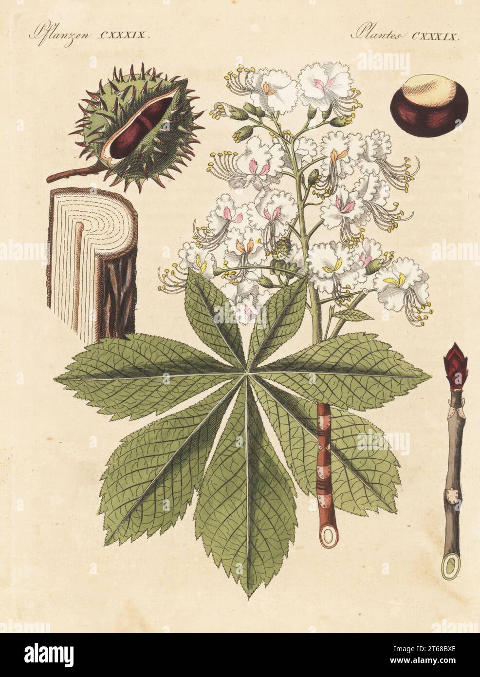 Ippocastano, Aesculus hippocastanum. Vulnerabile. Con fiori, frutta, noci, semi, foglie, sezione attraverso diramazione. Ippocastano, ippocastano europeo, buckeye o conker Tree. Le botaniche furono disegnate da Henriette e Conrad Westermayr, F. Götz e C. Ermer. Incisione in copperplate a mano da Carl Bertuch's Bilderbuch fur Kinder (Picture Book for Children), Weimar, 1813. Un'enciclopedia in 12 volumi per bambini illustrata con quasi 1.200 tavole incise su storia naturale, scienza, costume, mitologia, ecc., pubblicato dal 1790-1830. Foto Stock