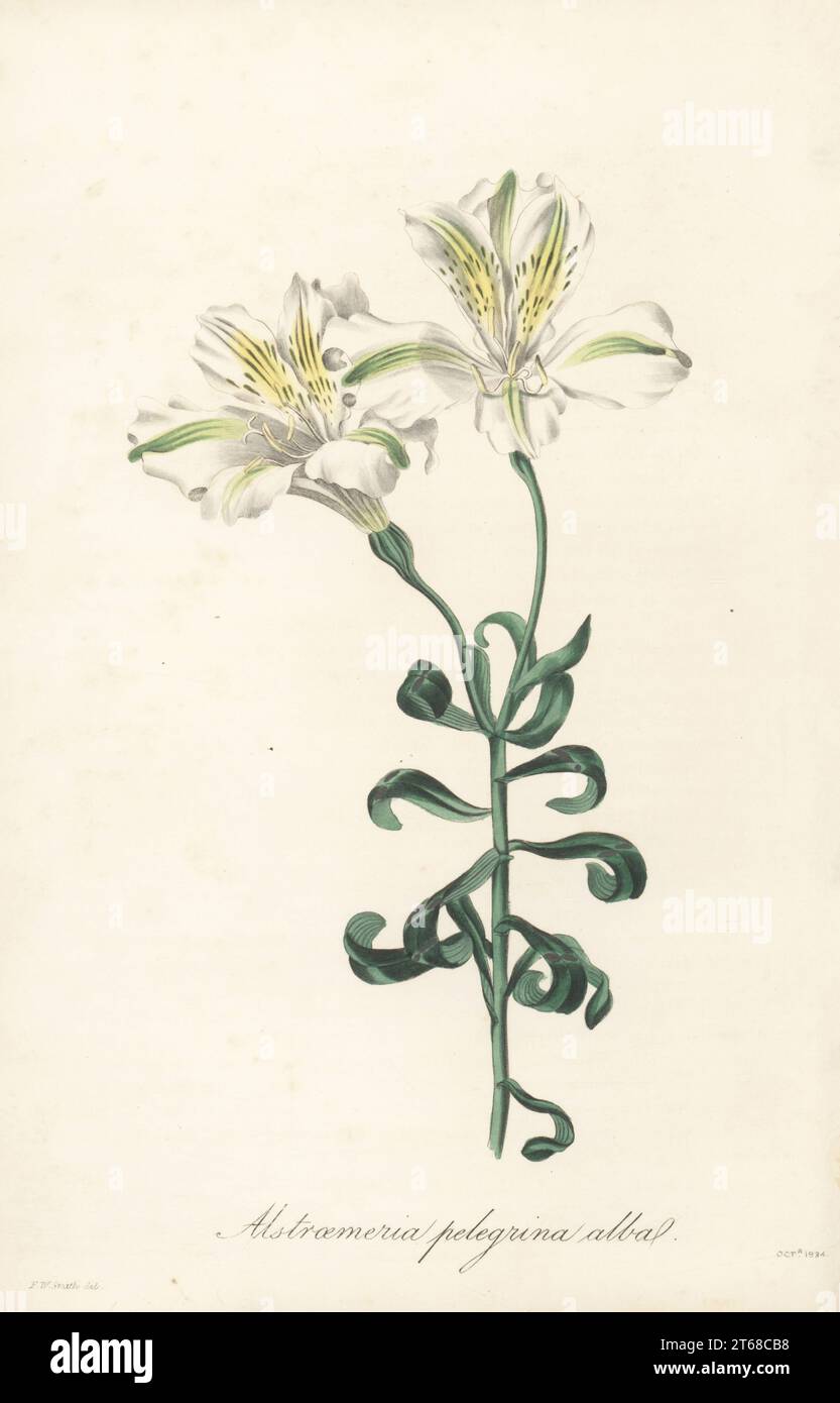 Giglio peruviano, Alstroemeria pelegrina. Nativo del Perù, introdotto in Spagna dal barone C. Alstroemer, e nei Giardini reali di Kew nel 1753. Alstroemeria a fiori maculati, varietà bianca. Alstroemeria pelegrina alba. Incisione a mano dopo un'illustrazione botanica di Frederick William Smith del Joseph Paxtons Magazine of Botany, and Register of Flowering Plants, volume 1, Orr and Smith, Londra, 1834. Foto Stock