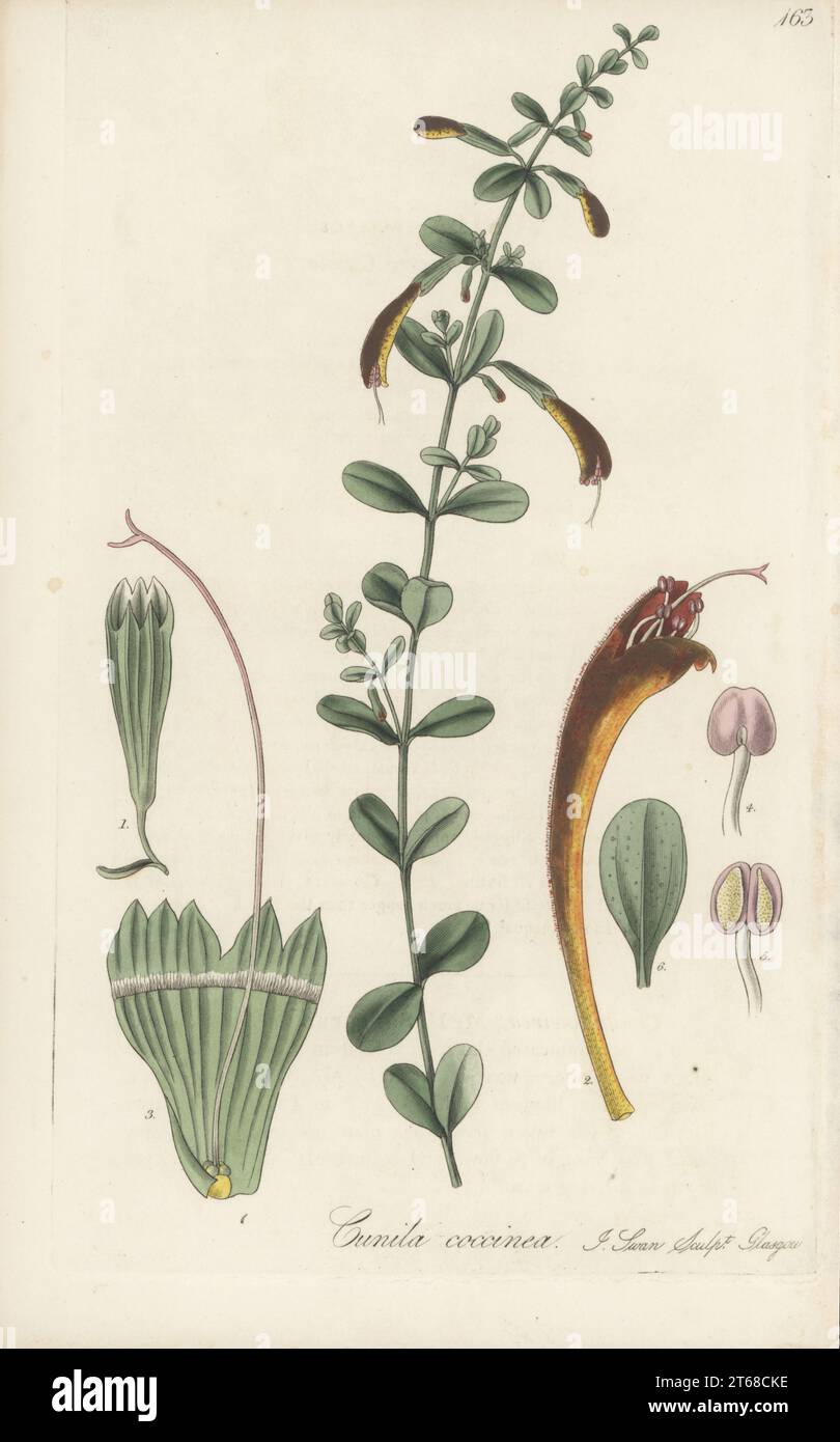 Calamint Scarlet, Clinopodium coccineum. La denominazione è stata assegnata dal botanico inglese Thomas Nuttall da un esemplare essiccato portato dalla Florida. Cunila a fiore scarlatto, Cunila coccinea. Incisione su copperplate colorata a mano di Joseph Swan dopo un'illustrazione botanica di William Jackson Hooker dalla sua Flora esotica, William Blackwood, Edimburgo, 1827. Foto Stock